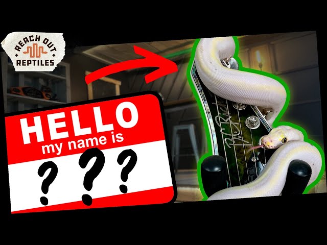Name ALL My Snakes [LIVE!]