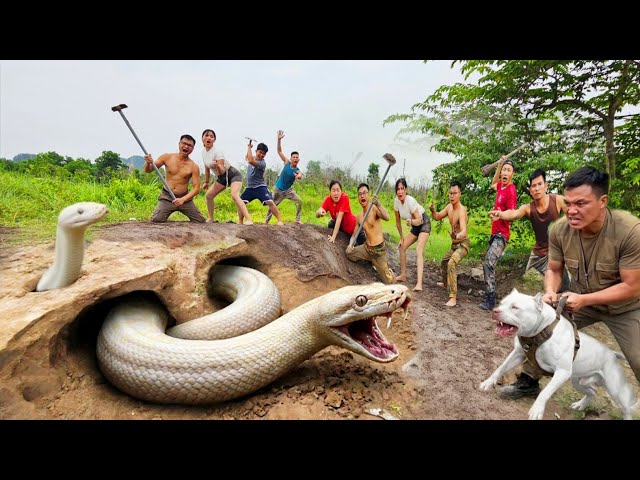 Expert Bravely Digs Up and Captures a Giant White Python
