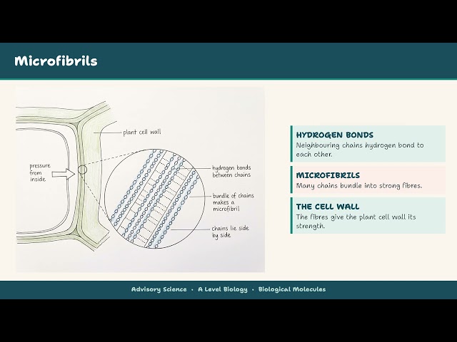 Biological Molecules FULL Topic | A Level Biology AQA OCR Edexcel