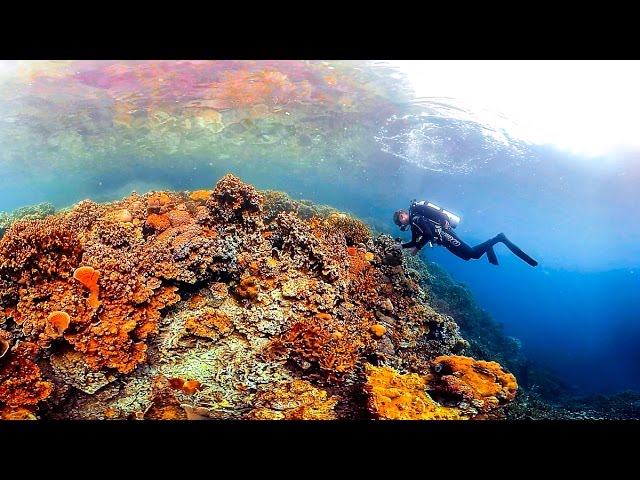 Ocean: A 360-degree tour of the mysterious, magical corals of Palau