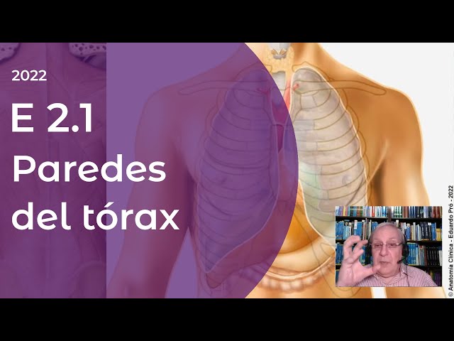 E2.1 | Paredes del tórax | Profesor Eduardo A. Pró | Anatomía 2 | FMed UBA