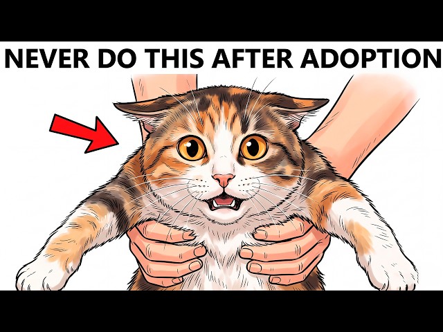 Never Do This To Your Cat After Adoption