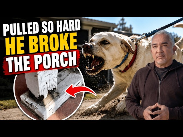 This Lab Had Already Attacked Seven Times | Better Human Better Dog