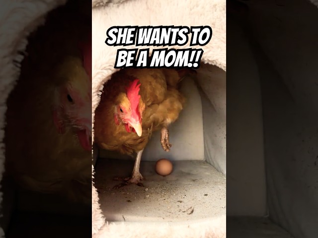 BROODY ALERT!! 🐔😂 My Chicken Wants to Become a Mom!!