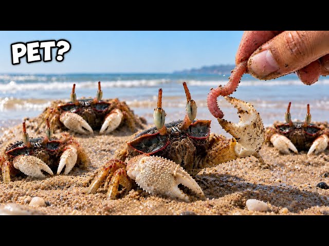 I Got Rare Pet 'Horned Ghost Crabs'..