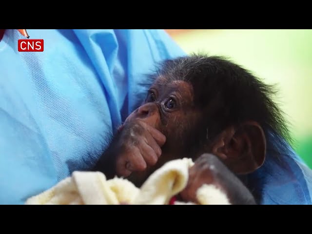 Shanghai Wild Animal Park raises a baby chimp for the first time