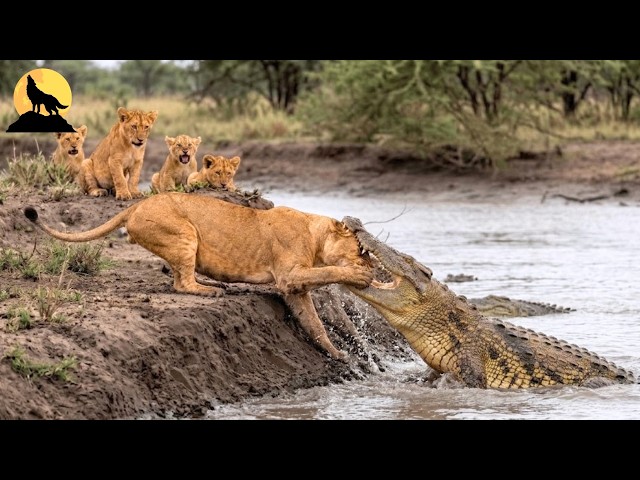 ULTIMATE SURVIVAL – Africa's Most Brutal and Ferocious Hunts | wild animals