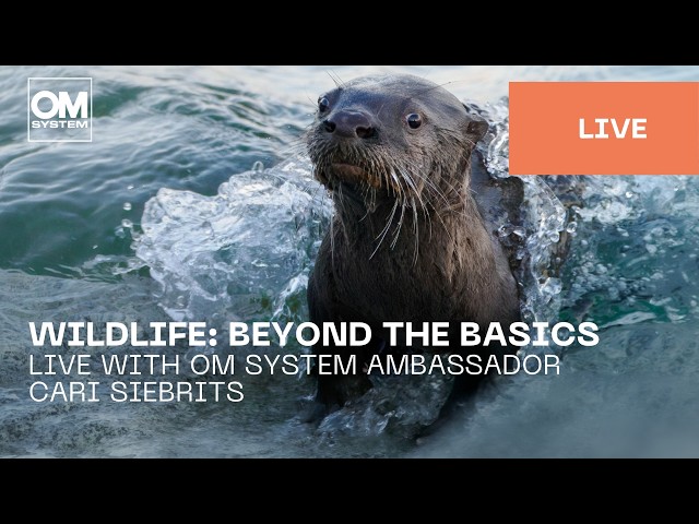 Wildlife Photography: Beyond the Basics:  with OM SYSTEM Ambassador Cari Siebrits