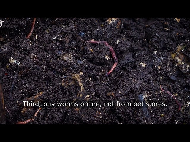 DIY Worm Bin vs Buying One: Which Is Actually Worth It — Beginner's Guide