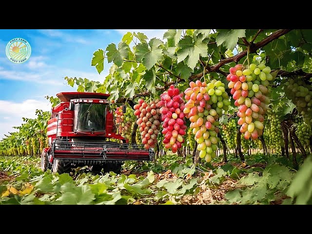 How Farmers Harvest Billions of Grapes Every Day – Inside Grape Farming