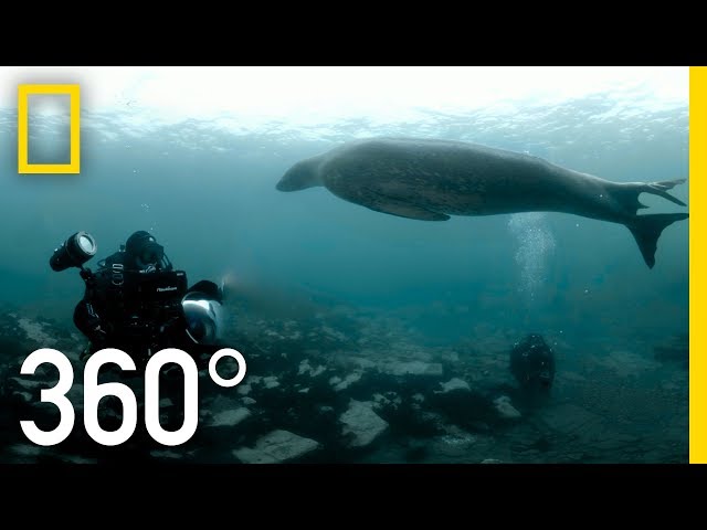 POLAR OBSESSION 360 | National Geographic