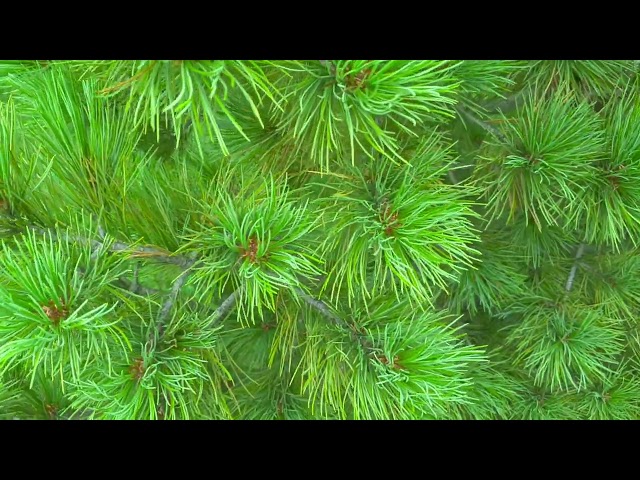 720p30 HDR+ Hack for Nokia Asha 501 (Quality Demo)