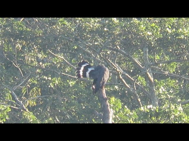 Crane Hawk's Casting Call