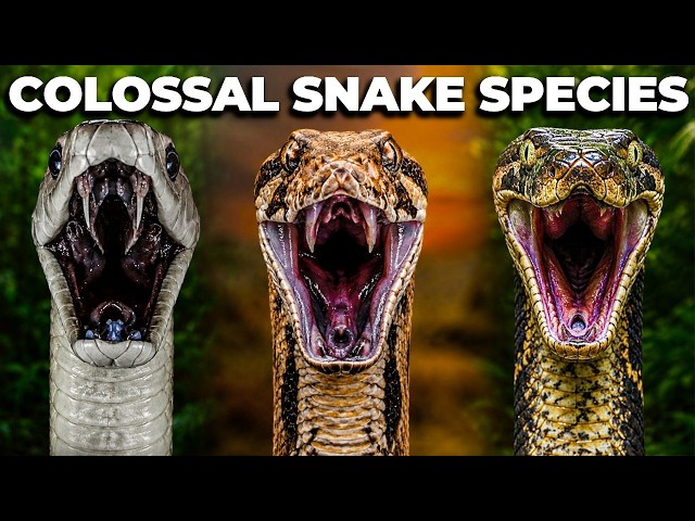 The BIGGEST SNAKES in the WORLD!