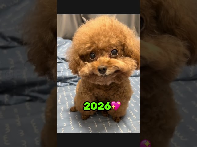 Most Iconic Doge Memes Then Vs Now 🥺 💔