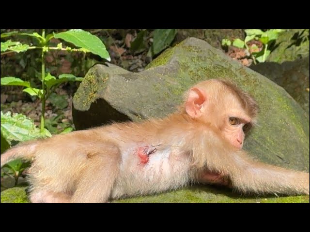 The situation of little monkey Kyla the moment
