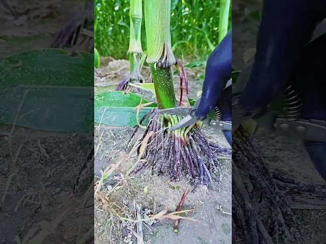 🌾✂️ Crop Root Pruning and Maintenance Workflow
