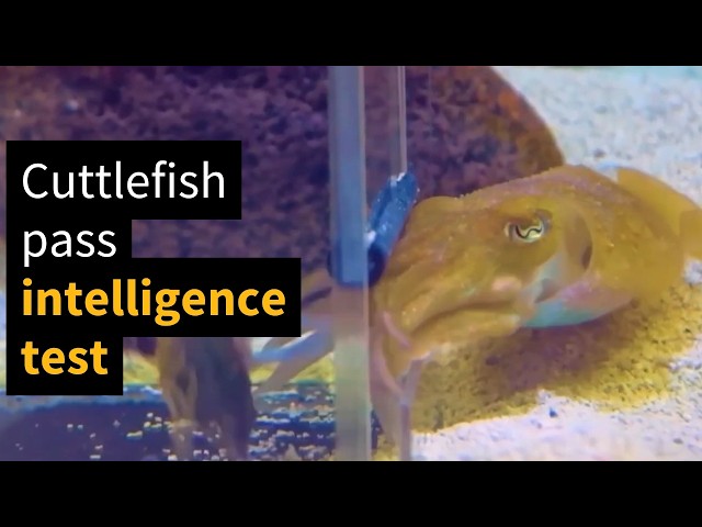 Cephalopods Passed a Cognitive Test Designed For Human Children