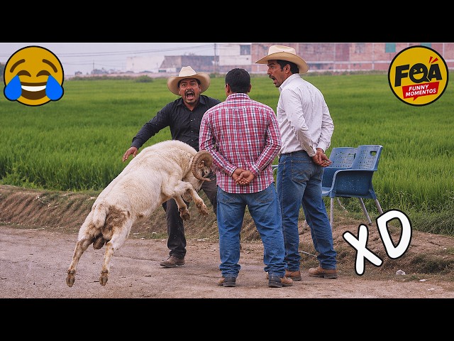 VIDEOS DE RISA 🤣 SI TE RÍES PIERDES NIVEL DIOS #42 😎HUMOR VIRAL MEXICANO🤣