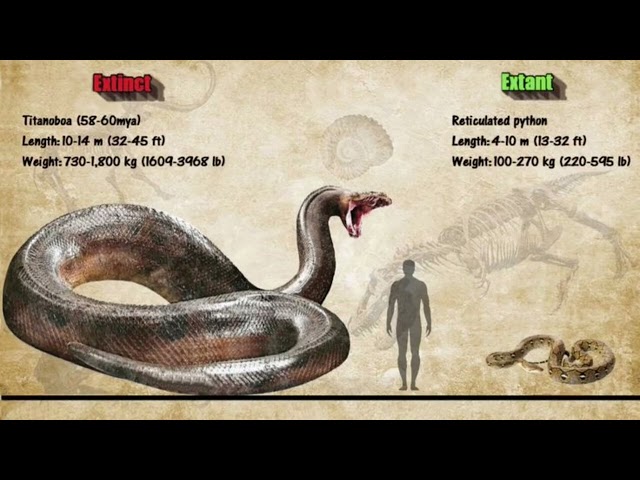 Some reticulated python facts