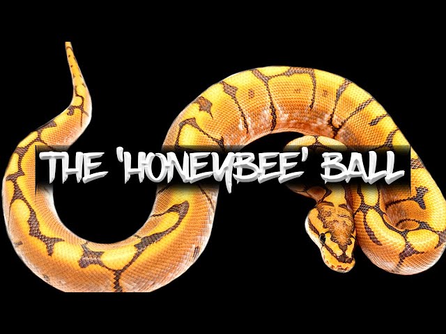 The 'Honeybee' Ball Python