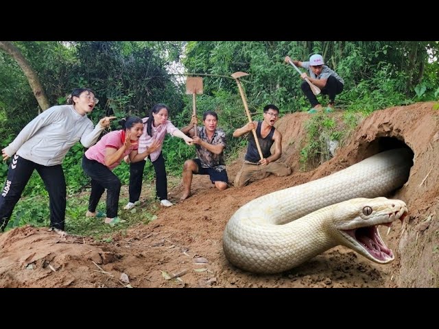6 Brave Hunters Dig a Burrow and Catch Two Giant White Pythons