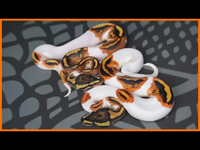 We Hit This Season's DREAM SNAKE