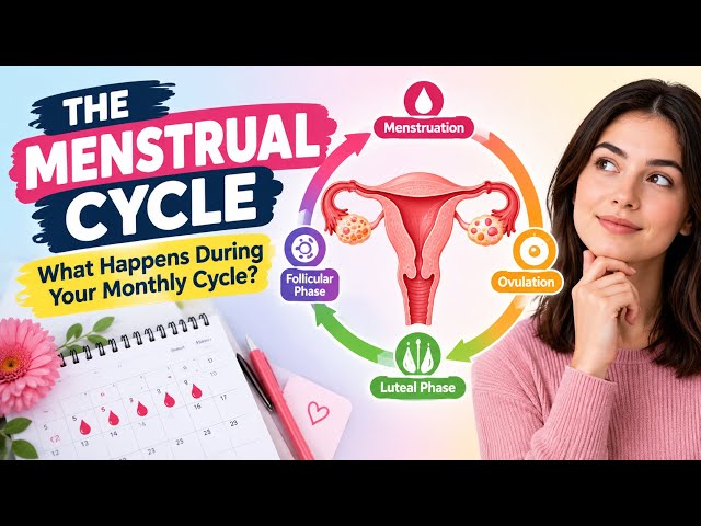 Understanding the Menstrual Cycle: From Period to Ovulation