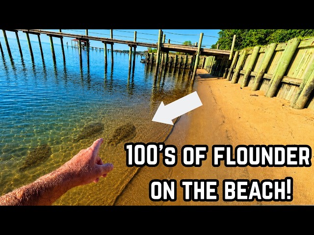 One Of The RAREST Events Ever Caught On Video!  *Mobile Bay Jubilee With Bonus Tripletail Action!*