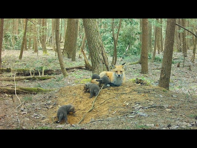Mom Red Fox Calls Her Cute Pups Out of the Den for the First Time