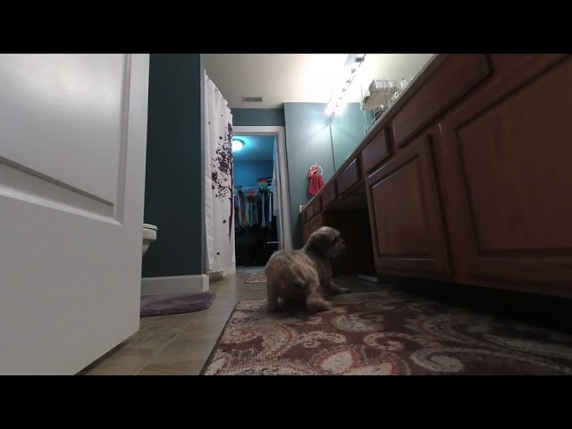 180vr of my dog marley filmed on my vuze xr in 5.7 res