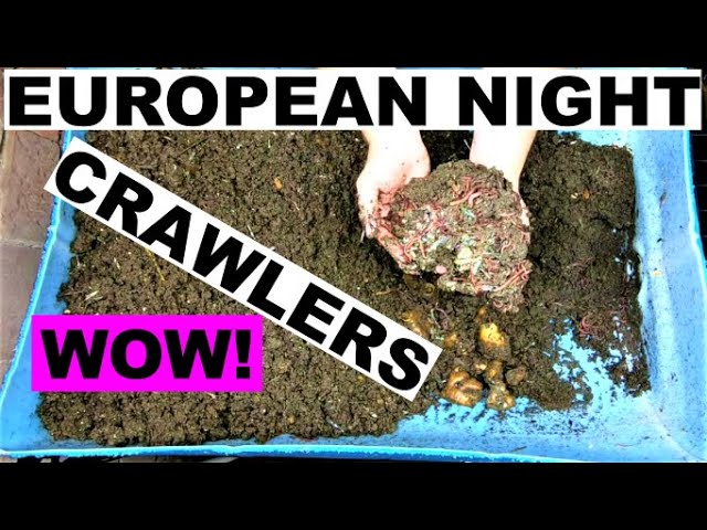 Wedge Method- European Night Crawlers Compost Worms- Large and Small -Wedge Method