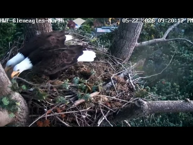 Nest Work Continues at Gleneagles