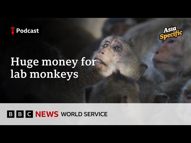 Why does it cost so much to buy a lab monkey? - Asia Specific podcast, BBC World Service