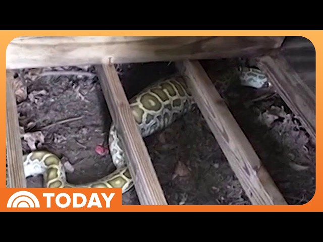 NJ Family Finds 8-Foot Python Living Under Their Backyard Shed