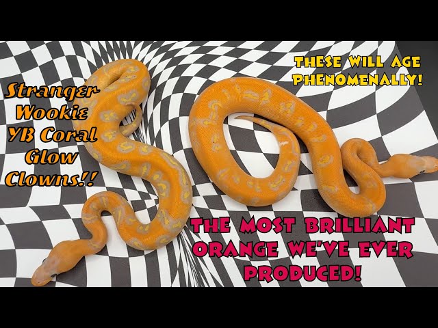 Stranger Wookie Coral Glow Clowns!! | Our Best snakes we've produced to this point