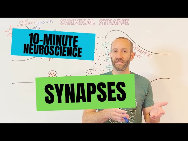 10-Minute Neuroscience: Synapses