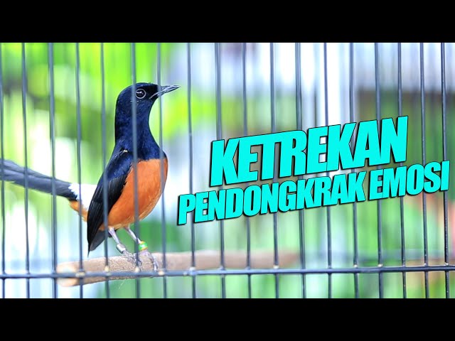 Murai Fighter KETREKAN pendongkrak EMOSI   | shama bird