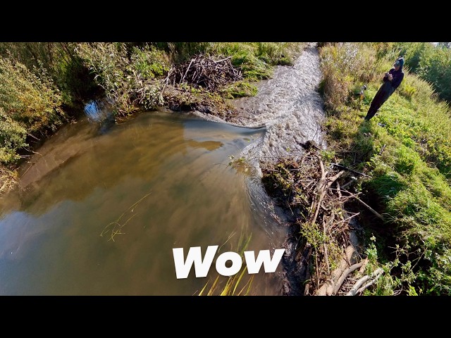 Beaver Dam Removal || Massive Collapse Caught on Drone!