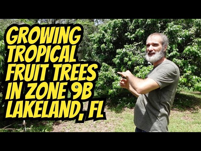 Growing Tropical Fruit Trees Successfully In Lakeland Florida Zone 9B
