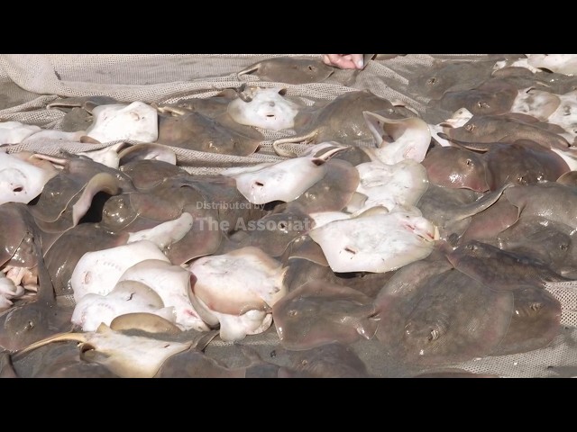 Stingrays inundate California beach ahead of expected El Niño surge