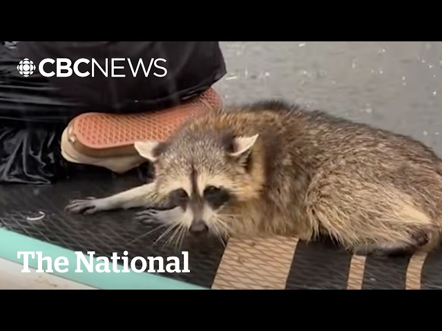 Paddleboarders rescue a drowning raccoon | The Moment