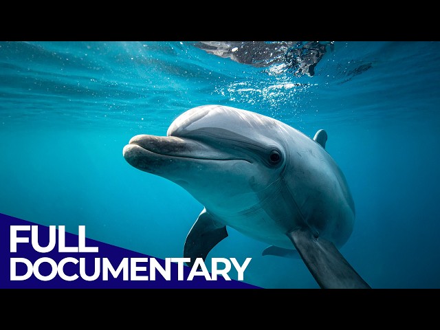 The Incredible Life Of Dolphins and Whales | Ocean Stories | FD Ocean