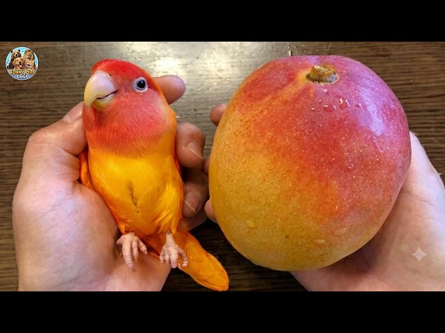 When God Creates a Comedian Parrot 😂 Funniest Parrots Compilation!