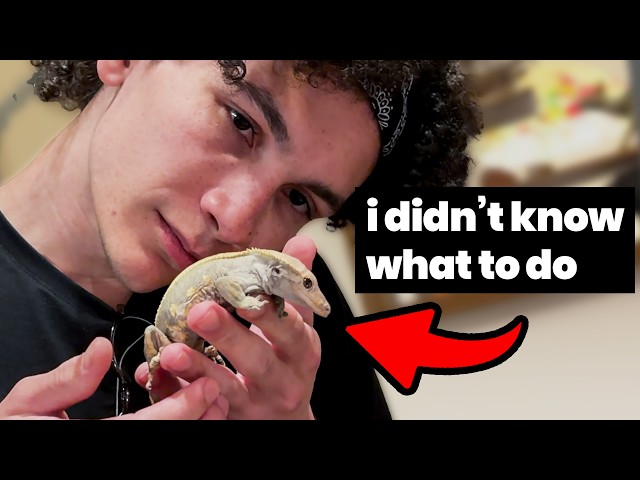 Traveled 3 days for a lizard (she died immediately)