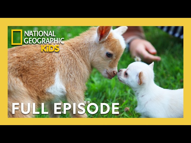 Unlikely Animal Friends Full Episode | Barnyard Buddies 🐷🐐🐴 | Nat Geo Kids