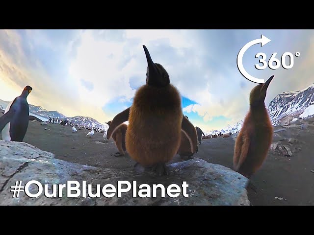 360° Elephant Seals And King Penguin Chicks #OurBluePlanet | BBC Earth