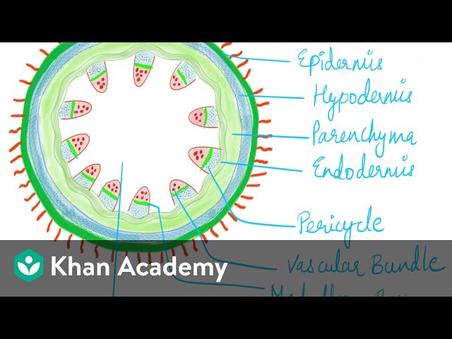 Anatomy of Stem | Anatomy of Flowering Plants | Biology | Khan Academy