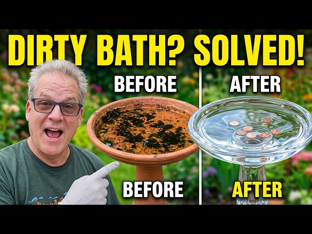 Easy Bird Bath Cleaning Trick You Need to Try