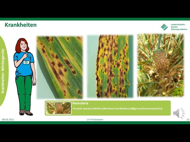 Diseases in winter barley, spring 2021, LKSH